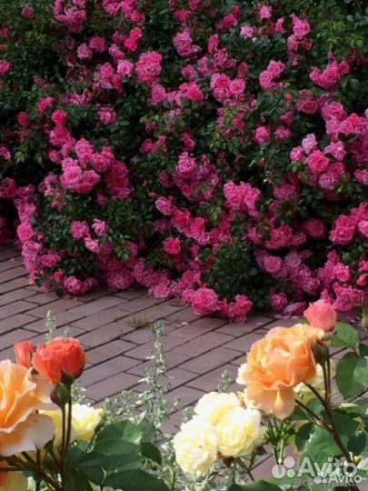 Саженцы роз для контейнерного озеленения