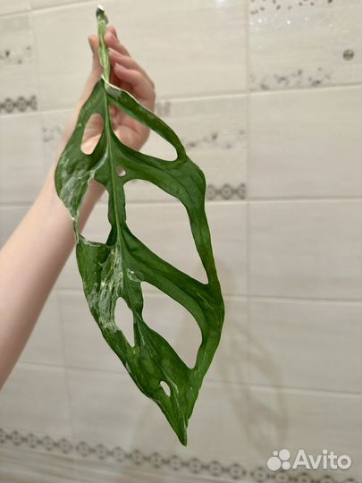 Монстера Адансони Вариегатная