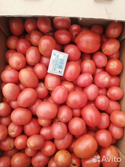 Помидоры сливка оптом