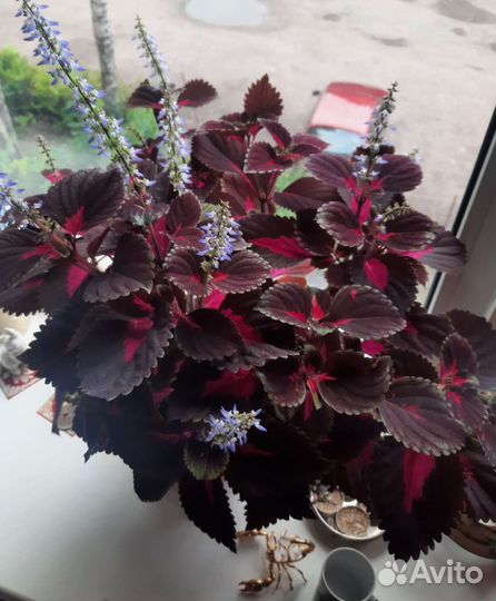 Продам цветы комнатные