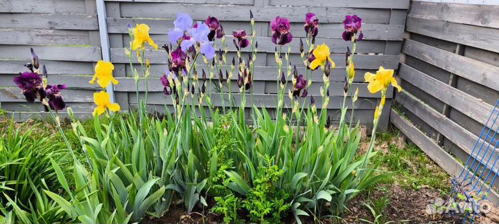 Ирис саженцы