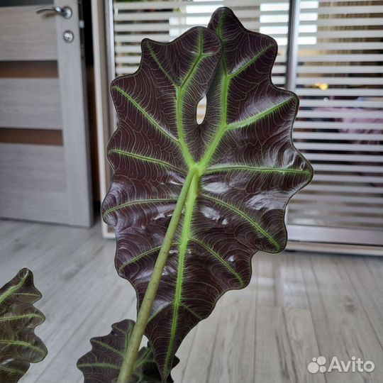 Алоказия полли alokasia polly 67 см в высоту