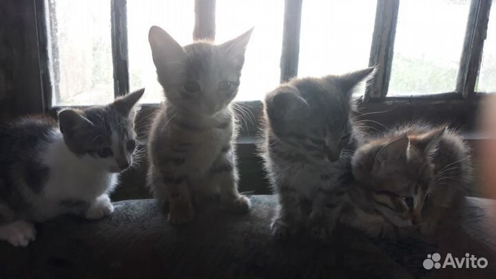 Котята