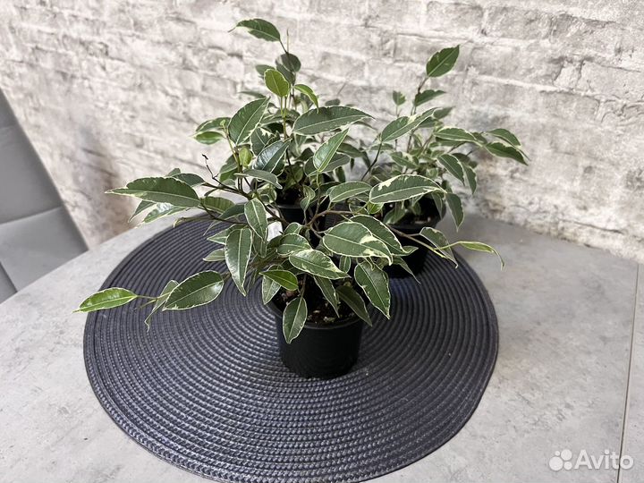 Фикус бенджамина