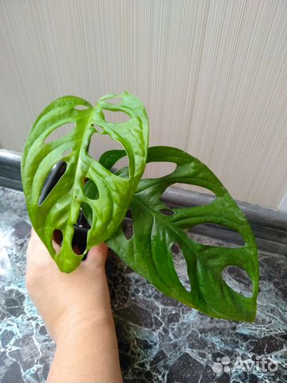 Сингониум, монстера, филодендрон