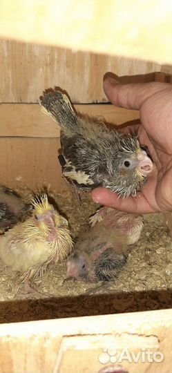 Попугай корелла