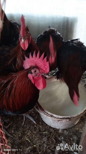 Петух черно-медный маран