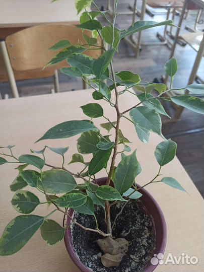 Фикус Бенджамина