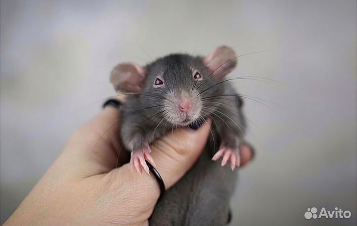 Крысята Devil