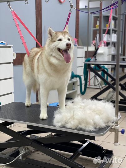 Груминг крупных и средних пород