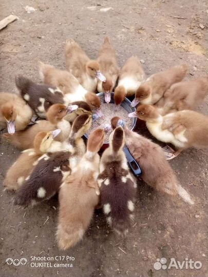 Яйца утиные