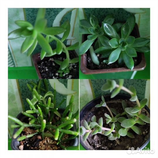 Кактусы и суккуленты