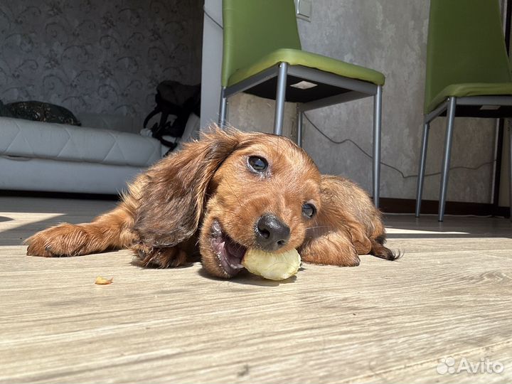 Кроличья д/ш такса