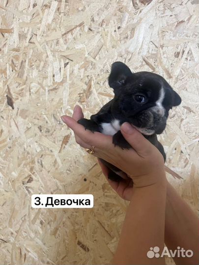 Французский бульдог