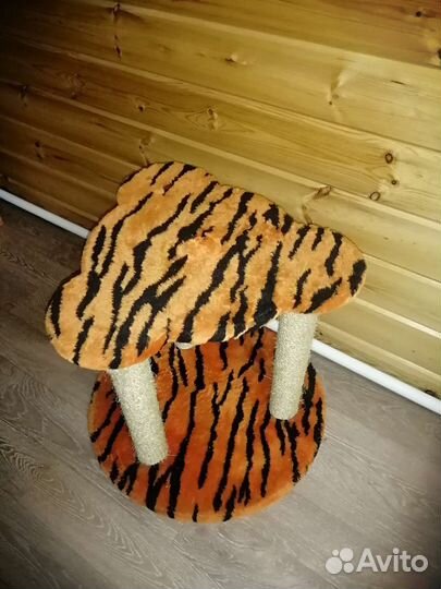 Кошка в дар бесплатно