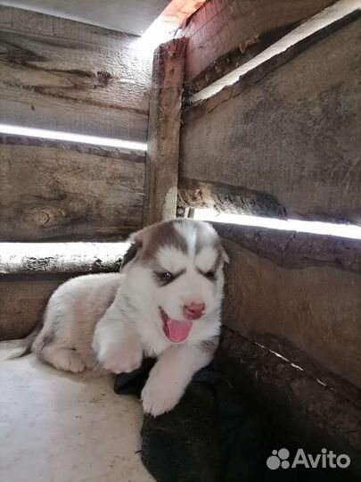 Щенки сибирской хаски