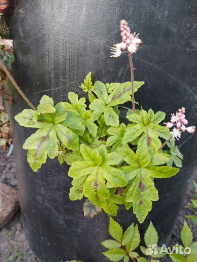 Многолетние цветы