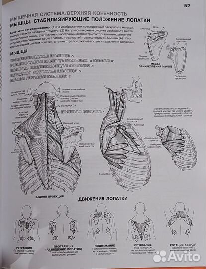 Анатомия атлас раскраска