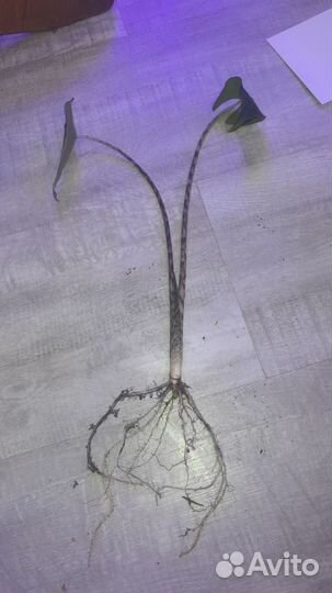 Алоказия сибериан Тайгер