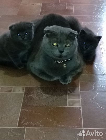 Шотландские котята