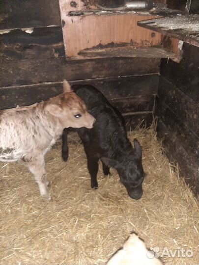 Телята бычки