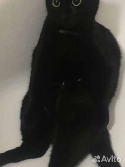 Кошка в дар бесплатно