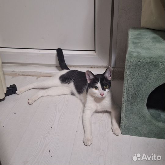 Кошка