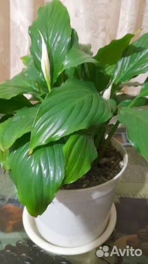 Спатифиллум