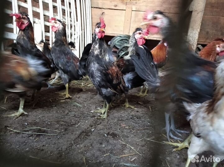 Декоративные куры