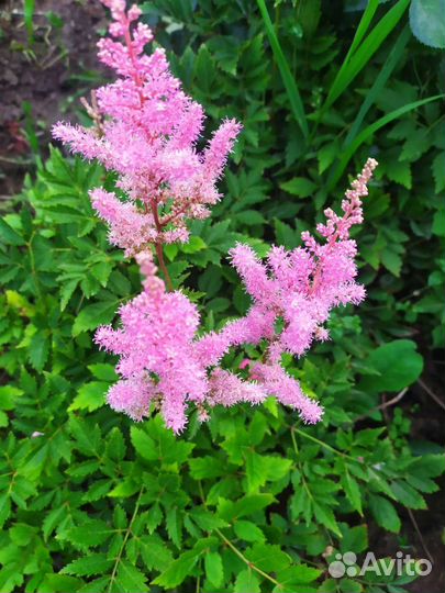 Маргаритки, ирисы, ромашки, гравилат, астильба