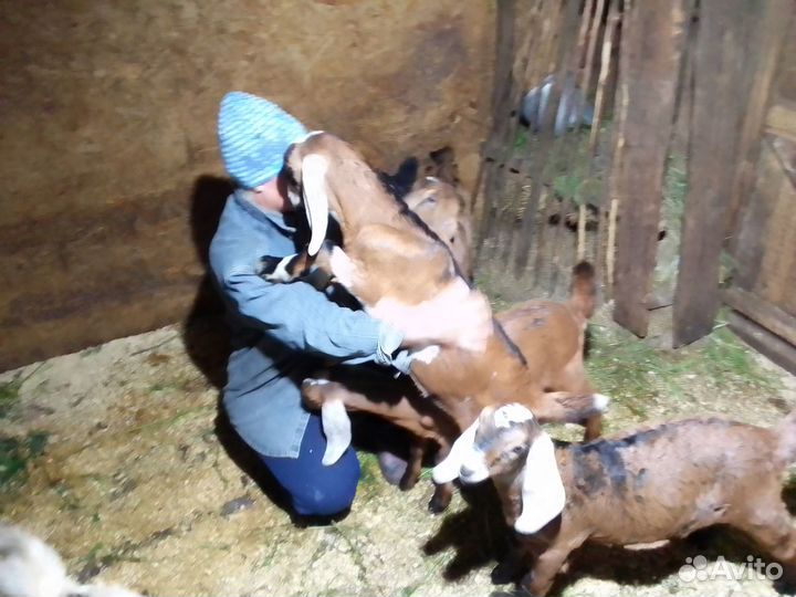 Продам молодых козочек