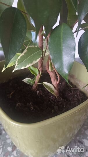 Фикусы Бенджамин и Эластика