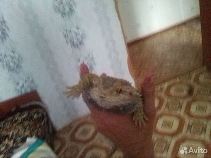 Бародатая агама