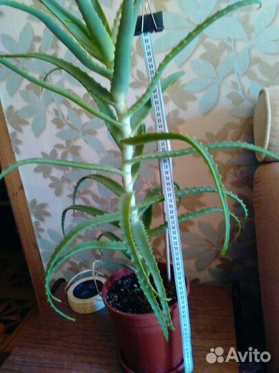 Алое 4,5 года
