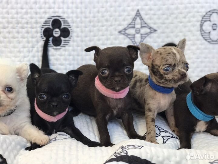 Супер мини чихуахуа