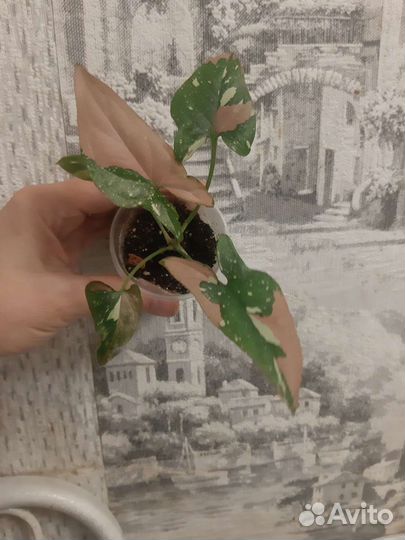 Сингониум ред спот триколор