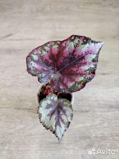 Бегония декоративно лиственная почтой