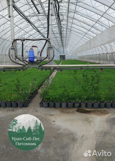 Сосна зкс окс сеянцы Ель Лиственница Голуб Горная