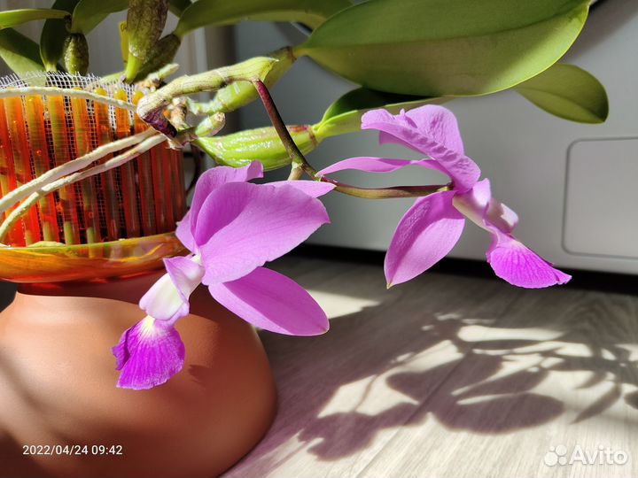 Cattleya walkeriana Tipo