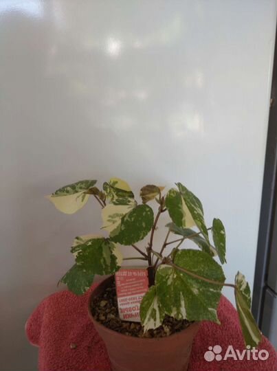 Гибскус липолистный