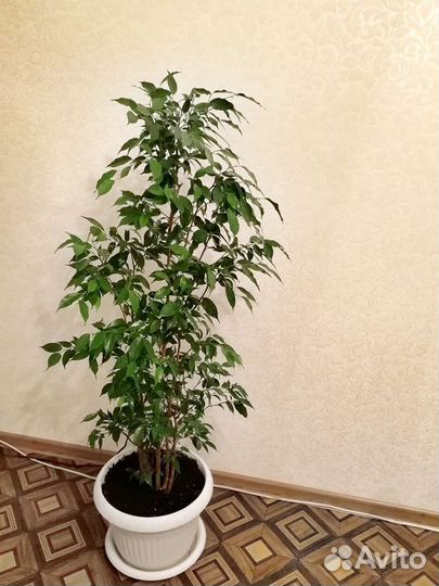 Фикус бенджамина