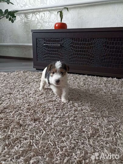 Фокстерьер щенки