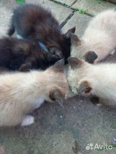 Котята