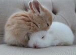 Домашние Карликовые Кролики mini Привитые