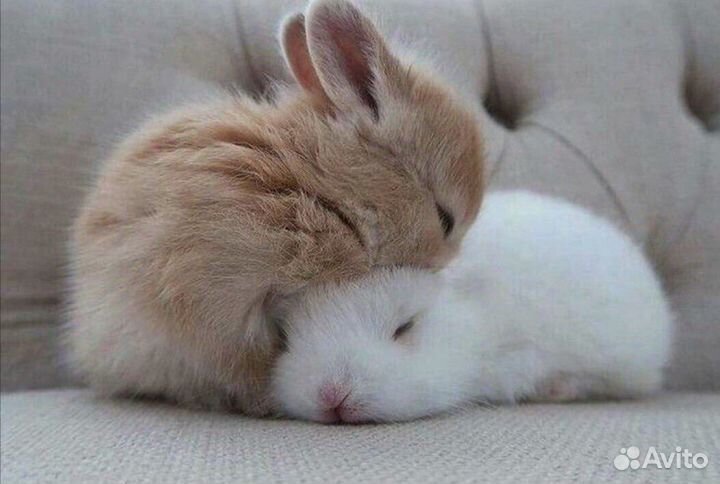 Домашние Карликовые Кролики mini Привитые