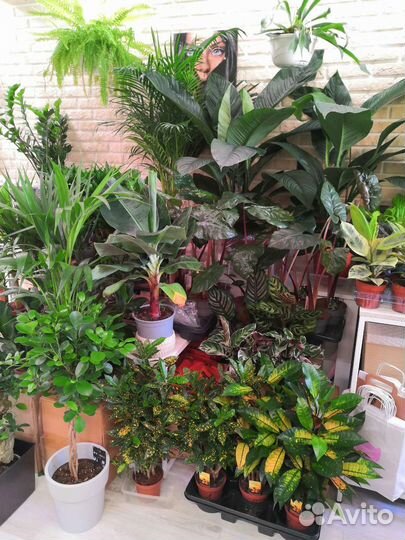 Комнатные цветы растения для офиса дачи дома