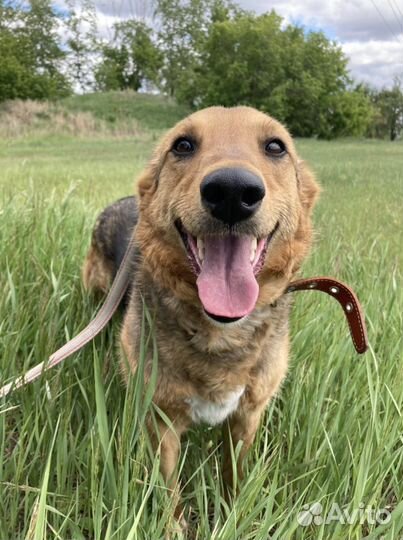 Хорошие собаки в добрые руки