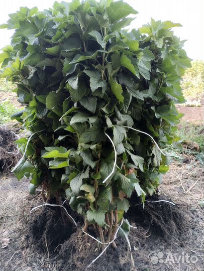 Плодовые саженцы и кустарники