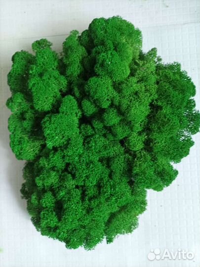 Мох Ягель стабилизированный 1 кг