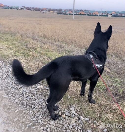 Вео вязка